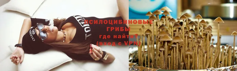 где найти   Воткинск  Галлюциногенные грибы Psilocybe 